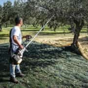 Cifarelli Sc 800 Ağaç Silkme ve Zeytin Hasat Makinesi 6