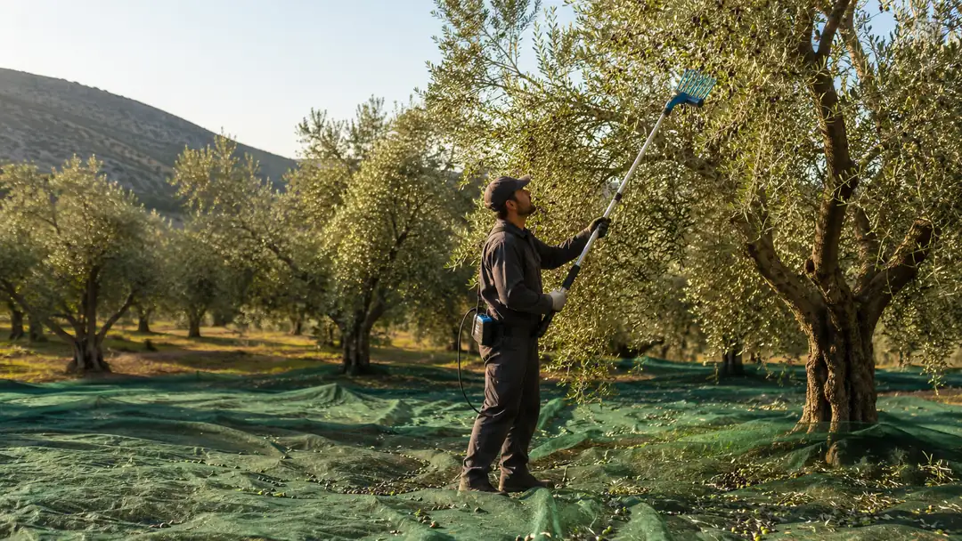 Zeytin Hasadı Ne Zaman ve Nasıl Yapılır? | Balsüzen